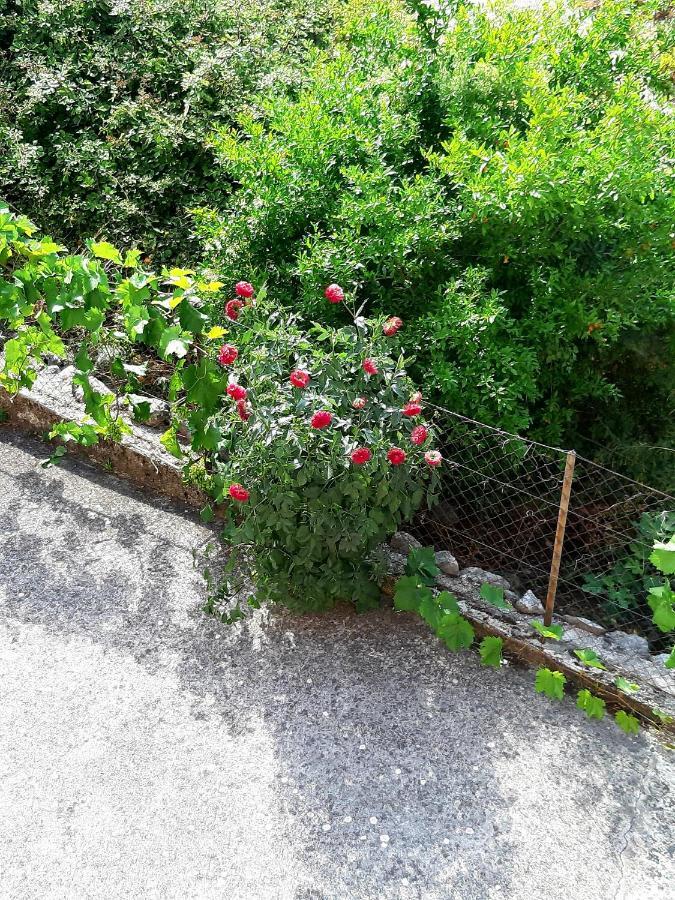 Apartments Parapid Budva Dış mekan fotoğraf
